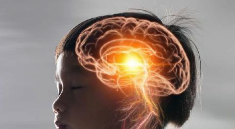 desarrollo_cerebral_01